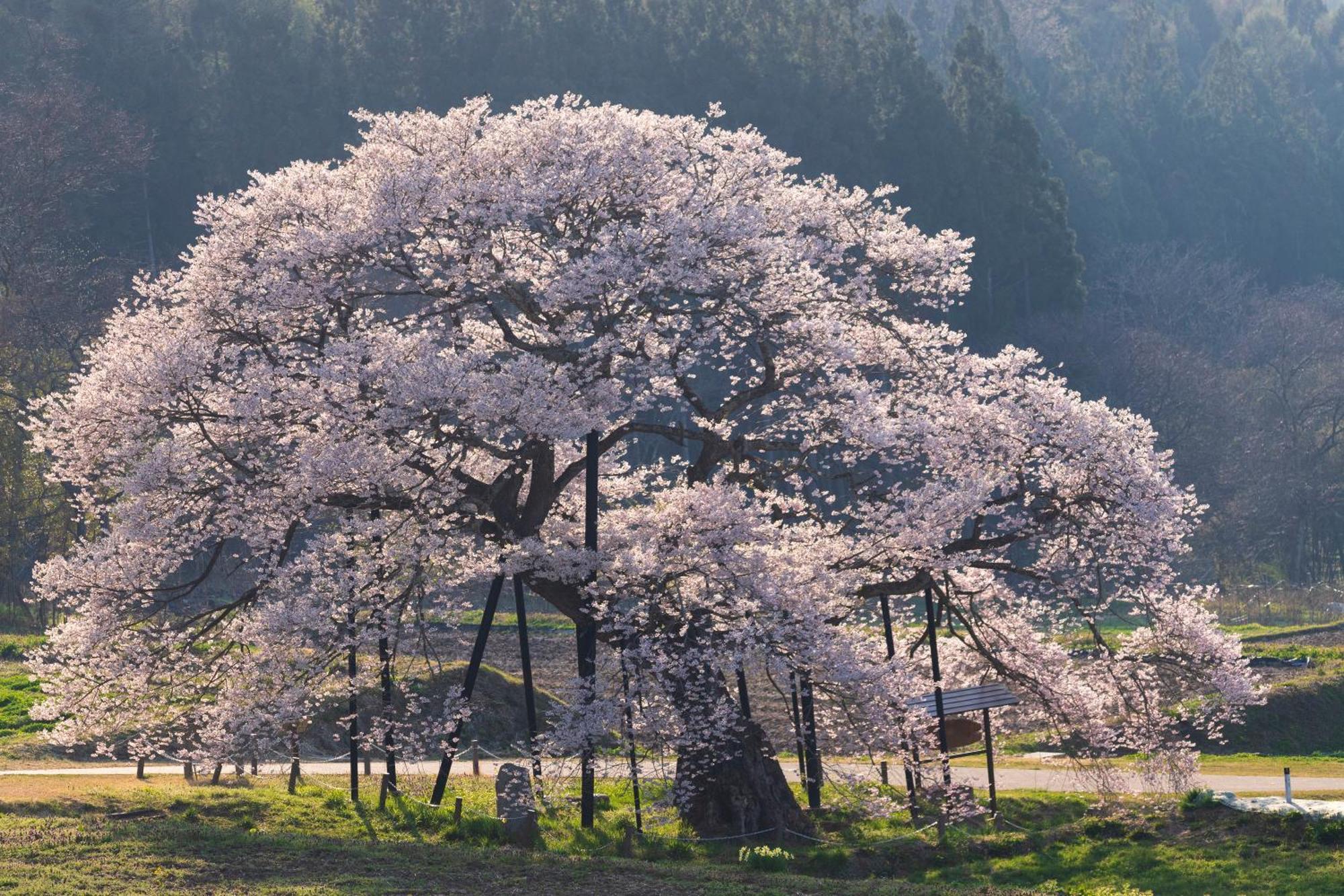The Toji Ba Matsukawakan Takayama  Экстерьер фото